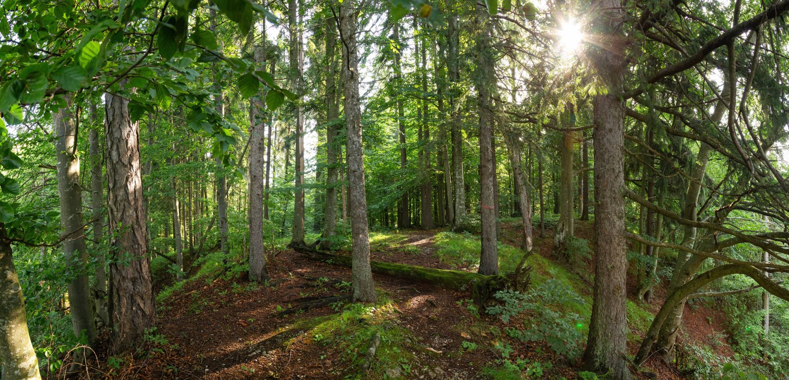 Path through summer forest in Muranska Planina national park, Slovakia, Europe. Wide angle perspective of sun shining through green leaves of trees in nature.